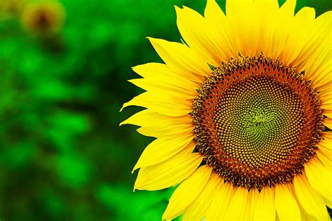 Sunflower Wallpaper 20 - [2048x1365]