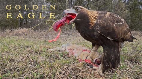 Birds of prey - GOLDEN EAGLE eating its prey - YouTube