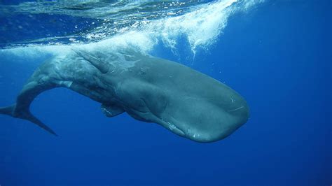 Sperm whales inspire covert underwater communication - CGTN