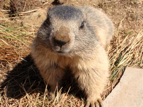 I thought this baby Marmot belonged here. (taken in the Swiss Alps) : aww