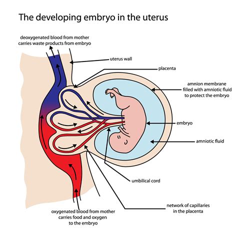 Umbilical Cord Blood Gases And Birth Asphyxia, 40% OFF