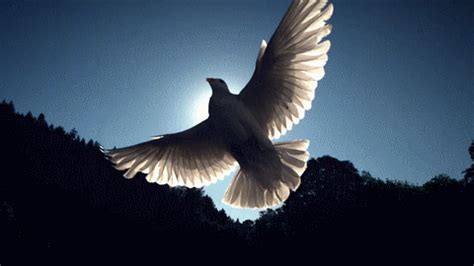 (6) Tumblr | Dove pictures, Gif, Beautiful night images