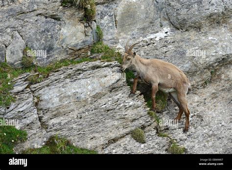 Alpine Ibex (Capra ibex) climbing a steep rock face, Bernese Stock ...