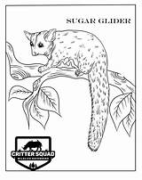 Sugar Glider Coloring Page Pages sketch template