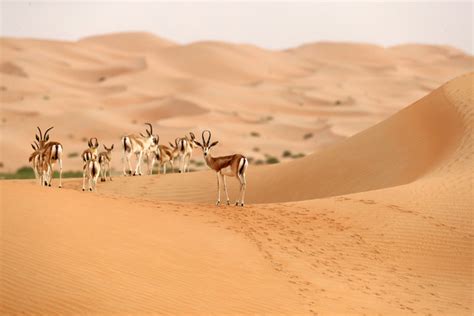 How Saudi Arabia’s wildlife sanctuaries are helping to preserve a ...