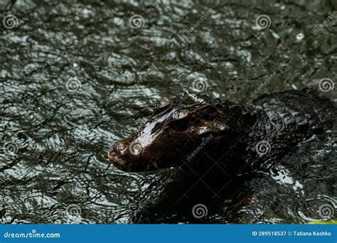 Caiman in the Water. the Yacare Caiman Stock Image - Image of water ...