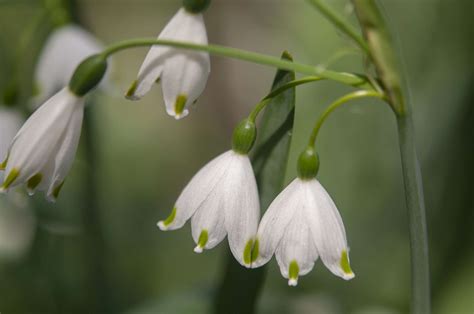 Snowdrops (Galanthus nivalis)