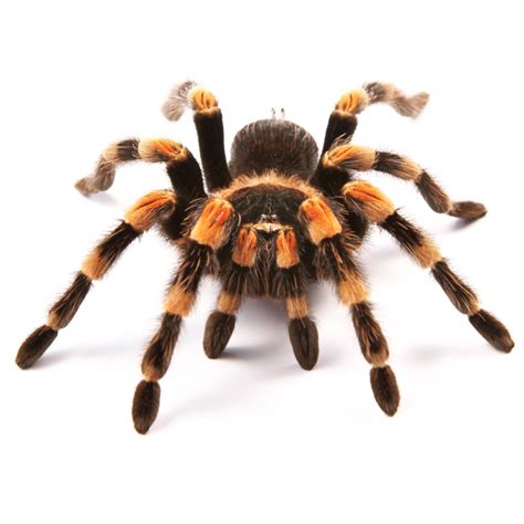 Mexican Redknee Tarantulas for Sale | Brachypelma smithi | Petco