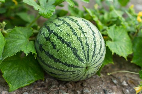 What are Watermelon Companion Plants? — 5 of the Best