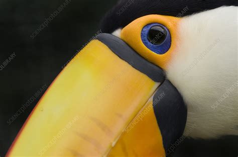 Toco toucan head close-up - Stock Image - F023/1984 - Science Photo Library