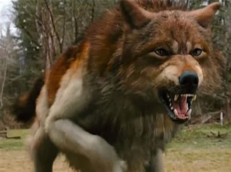 Twilight films prompt 120% increase in abandoned ‘wolf dogs’ | The Independent | The Independent