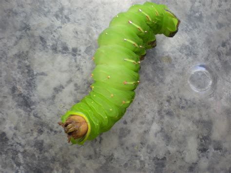 Plantstep: Luna Moth Caterpillar