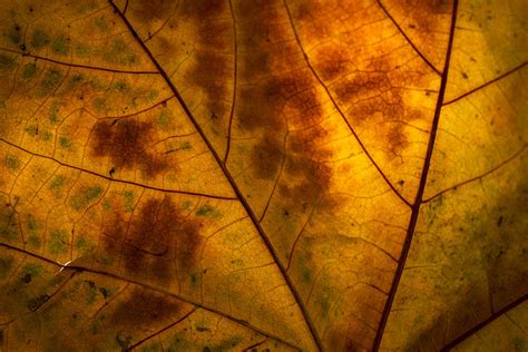 Leaf Macro Photography Tips & Tricks - Adaptalux.com