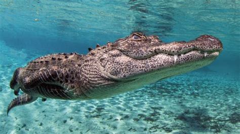 Hiker's video shows alligator noisily munching on python in Florida ...