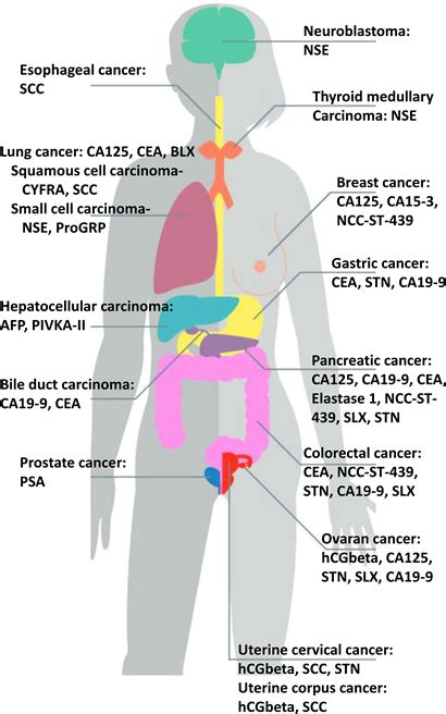 Csontvelő Nyisd ki Gyarmati tumor marker tpa Összehasonlítás Párolog orr