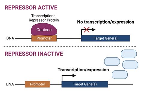 Characterizing transcriptional repressor protein Capicua (CIC) function using a multi-omics ...