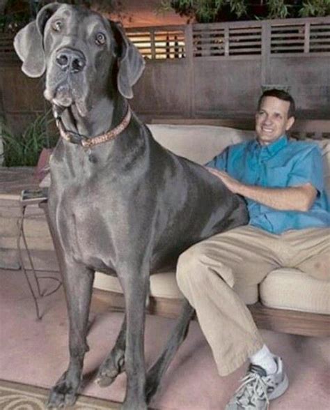 Giant George, worlds largest dog. | Dogs, Giant dogs, Tallest dog