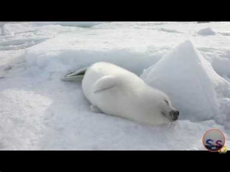 Lazy Harp Seal (Real Life)---Parry Gripp - YouTube