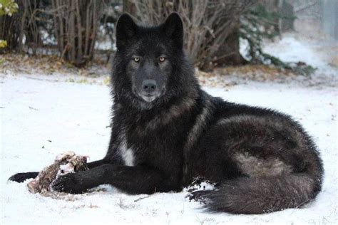 Pin by Henk Sparreboom sparreboom on wolves | Black wolf, Wolf dog ...