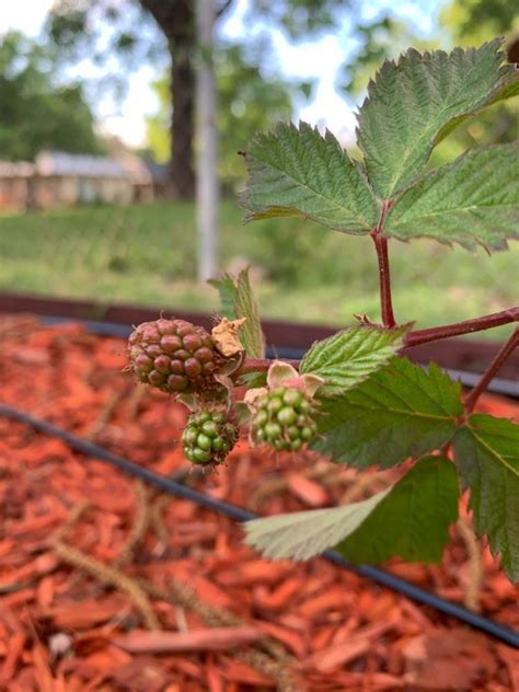 Triple Crown Blackberry Bushes for Sale– FastGrowingTrees.com