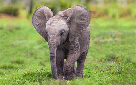 Baby Elephant Wallpaper (66+ images)