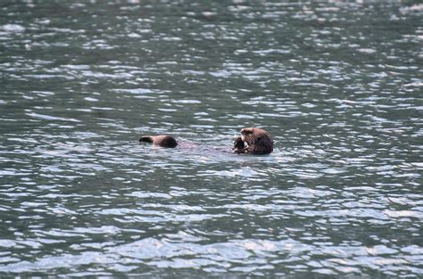 alaskan otters | Flickr