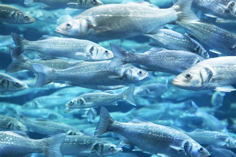 Can farmed fish feed the world sustainably? | University of California