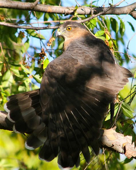 Cooper's Hawk | Audubon Field Guide