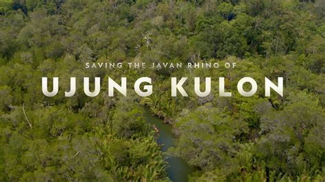 Saving the Javan Rhino of Ujung Kulon