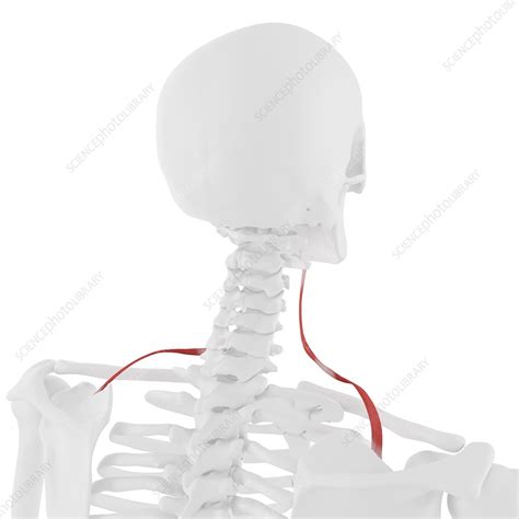 Omohyoid muscle, illustration - Stock Image - F025/7175 - Science Photo Library