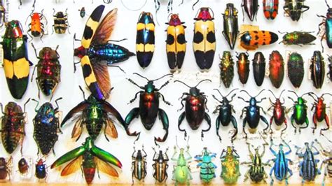 UC Davis Video Series: “How to Make an Insect Collection” - Ento Nation