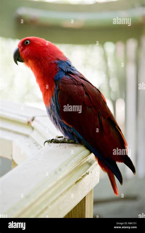 Side view bright red parrot hi-res stock photography and images - Alamy