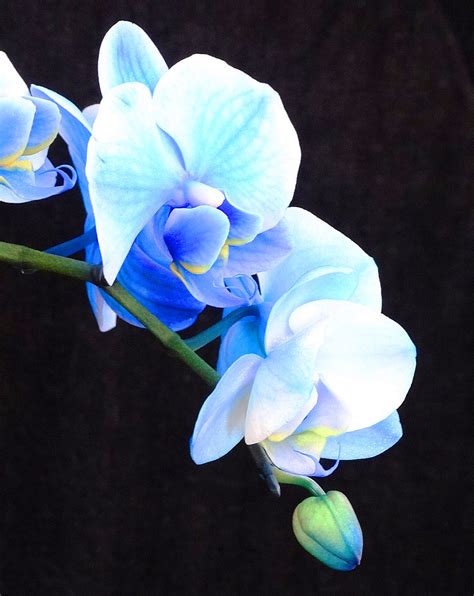 Blue Orchids! – Cindy Knoke