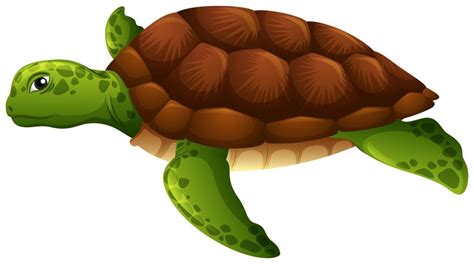 Green sea turtle white background 298625 Vector Art at Vecteezy