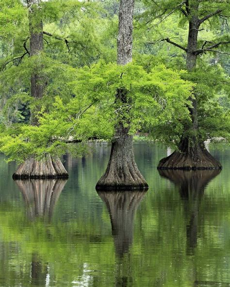 Bald Cypress Trees (Taxodium distichum) Southern United States | Cypress trees, Tree, Nature tree