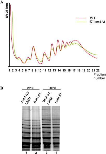 Polysome formation and translation capacity is not affected in the... | Download Scientific Diagram