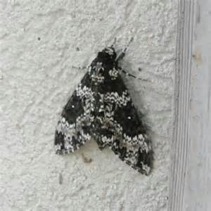 Black and White Moth - Manduca rustica - BugGuide.Net