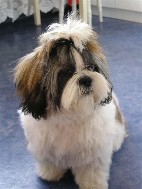 Shih Tzu Dog Breed » Information, Pictures, & More