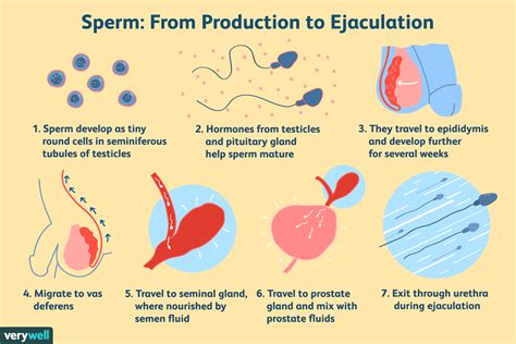 How Do Healthy Sperm Look Like