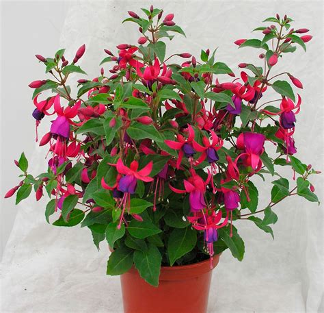 Flower fuchsia how to care in the home and in the garden