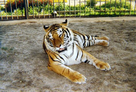 Tony, Tiger Truck Stop's controversial mascot, put to rest at the age ...