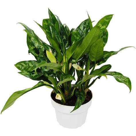 Chinese Evergreen 'Maria' - 6" Pot - Live Houseplant - Walmart.com