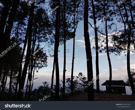 Pinus Tree Indonesian Stock Photo 1195212370 | Shutterstock