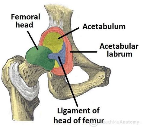 Hip labral and ligamentum teres tears