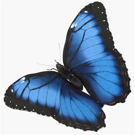 blue morpho butterfly wings 3d model