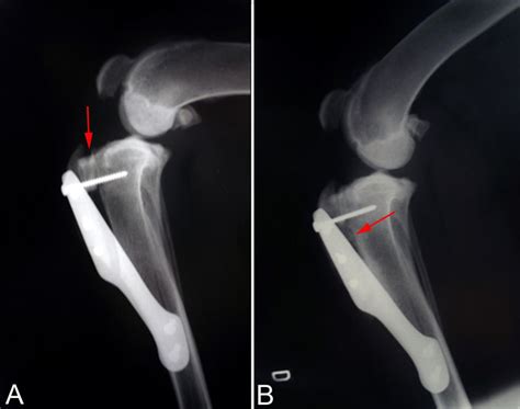 Radiographic images of the stifle joint of a dog at (A) 30 and (B) 60 ...