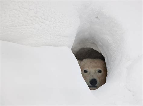 Science Of Igloos: How Do Igloos Work?