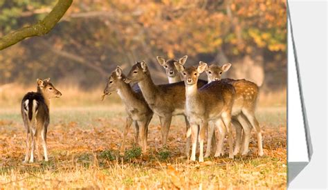 Greeting cards | Blank inside | Fallow deer fawns | Peter Mallett |Wild ...