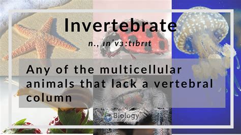 Top 141 + Invertebrates animals examples - Inoticia.net