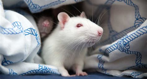 30 Awesome Albino Rat Facts